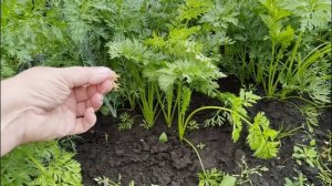 13.07.2025. Первый сбор малины. Что случилось с капустой? Делаю малосольные огурцы.