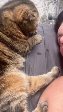 ЛЕЖИМ ВМЕСТЕ 🐯