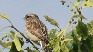 Чекан луговой.