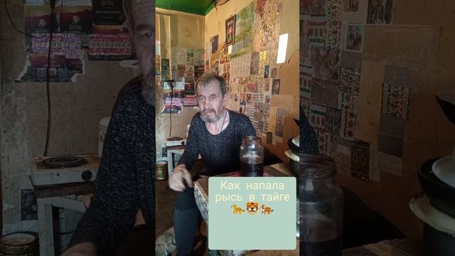 Дед. Истории из жизни. Рысь🐆🐯🐅