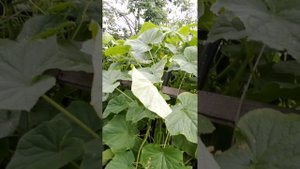 Виноград и абрикос в Тюмени.