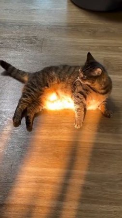 Котик спасает всех от выгорания