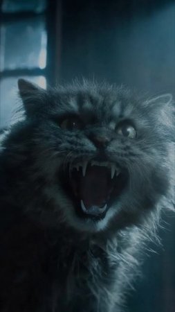 Котики, вы чудо чудесное