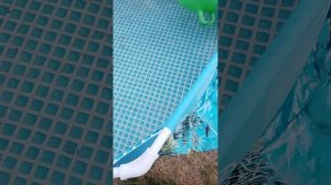 показываю утят и цыплят 3 часть,финал