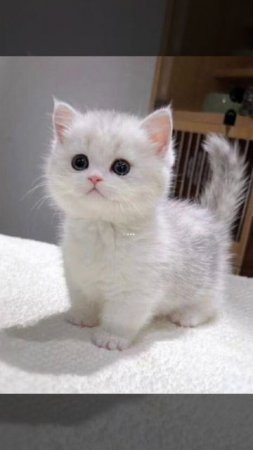котии❤