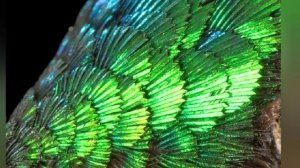 Притча Индеец Давид