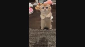 Смешные Коты #20
