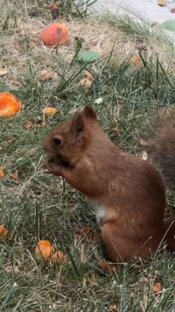 Белочка 🐿️ и абрикос