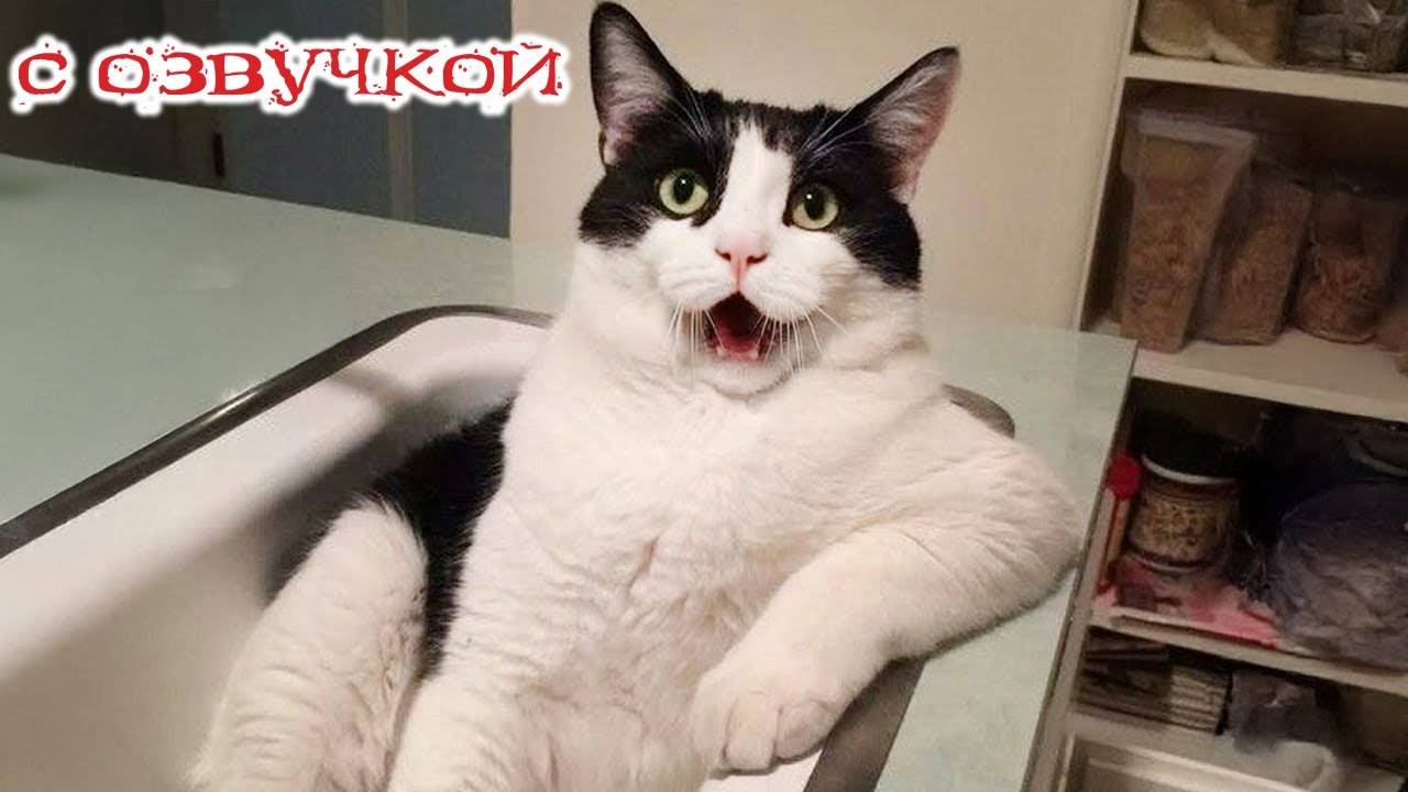 Приколы_с_котами и кошками!_С_ОЗВУЧКОЙ!_Смешные_коты!_Самые_смешные_животные!