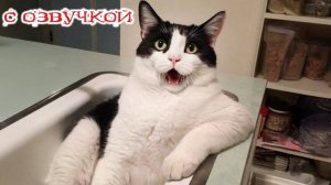 Приколы_с_котами и кошками!_С_ОЗВУЧКОЙ!_Смешные_коты!_Самые_смешные_животные!