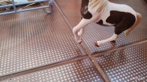 Заставка к сериалу "Секрет новенького" 🩷🐎🫶