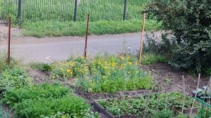 Уютная деревенская природа, огород в деревне