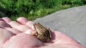 Грибные тропы Кузбасса(пока лисички-эти из прошлого)