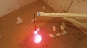 собрал курятник