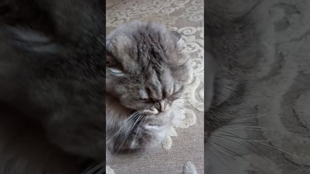 Вилька и жара....