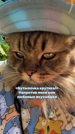 Какие вкусняшки любят ваши питомцы?😻 #котики #питомцы #вкусняшки