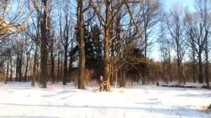 Валка деревьев - компания Liwood