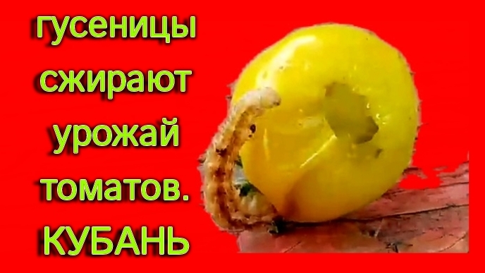 Александровка. Гусеницы сжирают урожай помидоров. Куры молодки. Рошаль...