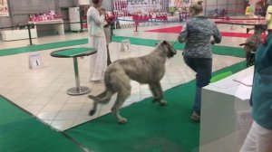 Бред Пит первый раз на выставке