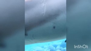 Наши друзья - дельфины 🐬