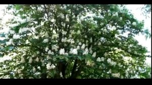 АХ, МАДАМ - МУЗЫКА ЮРИЯ ПЛАСТА, СТИХИ МЕЛЕХОВОЙ НАДЕЖДЫ.