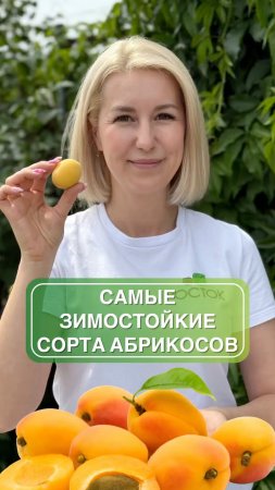 Реален ли урожай абрикосов на Урале: топ-3 зимостойких сортов ❄️