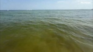 Нашествие медуз на пляжах в Голубицкой сегодня 14 июля 2025. Обстановка и погода сейчас. Море