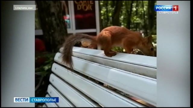 На улицах Ставрополя всё чаще стали замечать белок