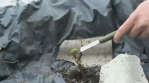 Виноград. Формируем молодой куст правильно.