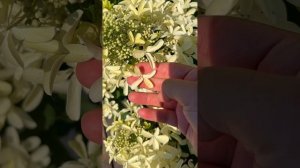 Гортензия `Star Rose`®