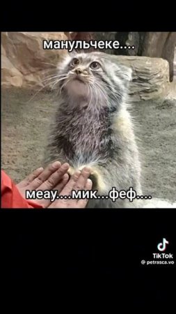 Манульчики