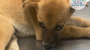 С пополнением нас! Знакомьтесь – щенулька Динго 🐶💖