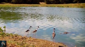 Черношейный ходулочник редкая птица