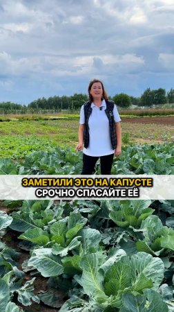 Заметили желтые яйца на капусте? СРОЧНО СПАСАЙТЕ ЕЕ!