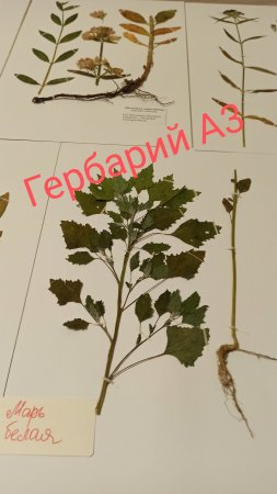 Гербарий растений