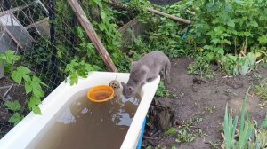 Апокалипсис. Новые шатры. Погода шепчет. Катюхина жизнь в ДНР.