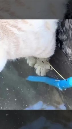 Подстава от гривы!