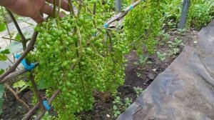 РЕКОРД и ВЕЛЕТЕНЬ на 14 июля!