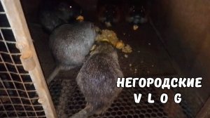Невозможно спокойно покормить НУТРИЙ: дерутся, возмущаются. 08.07.25.