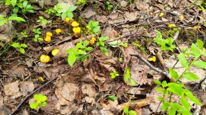 Карелия 
Прогулка за грибами в доль Онежского озера.