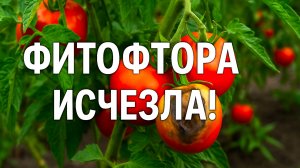 Фитофтора исчезла! Забыла про старые средства — это реально работает!