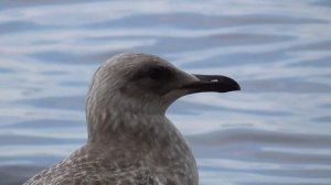 Пианино отработала по чайке