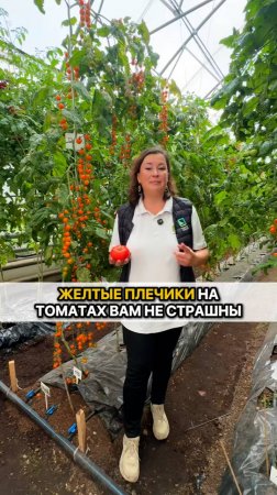 Желтые плечики на томатах БОЛЬШЕ НЕ СТРАШНЫ!
