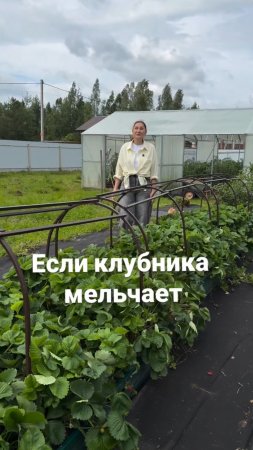 Если клубника мельчает или ягод мало, то пора её обновить