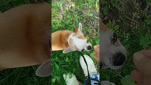 Сеня как всегда увлечённо гуляет😁