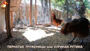 Куры несушки свободного выгула и их обычная куриная рутина – эпизод (524)