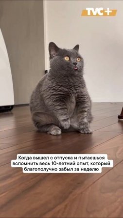Или с декретного отпуска)