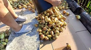 Этот год подарил нам богатый урожай лука.  Сушка и хранение лука.