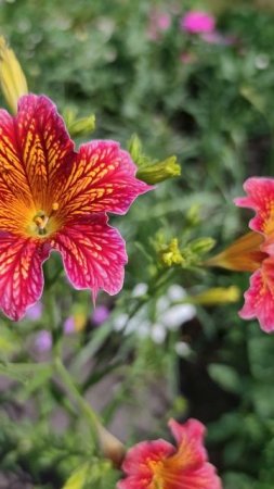 Сальпиглоссис: Необычная Красота для Вашего Цветника.💐