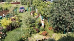 Первые огурцы и томаты. Жара, срочно все нужно полить. 12-07-2025
